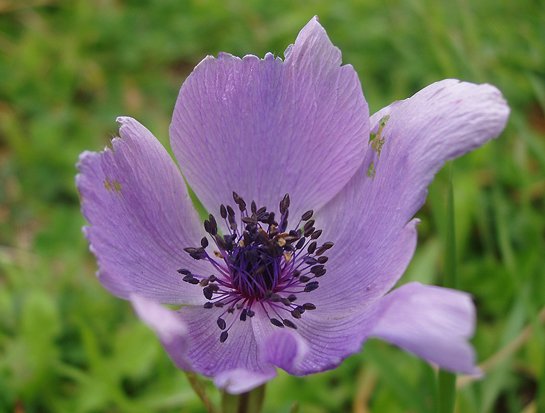 Segni di primavera